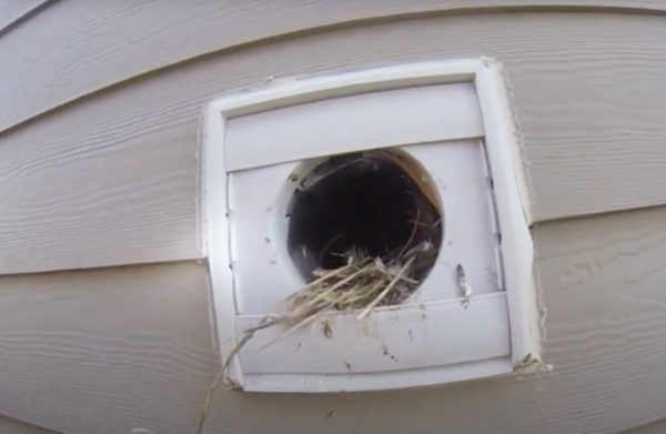 Starling-Nest-In-Vent