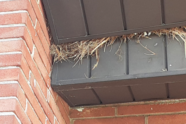 Starling-Nest
