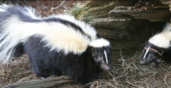 Striped-Skunk