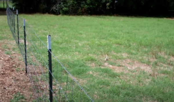 Wire-Fence-Goose-Prevention