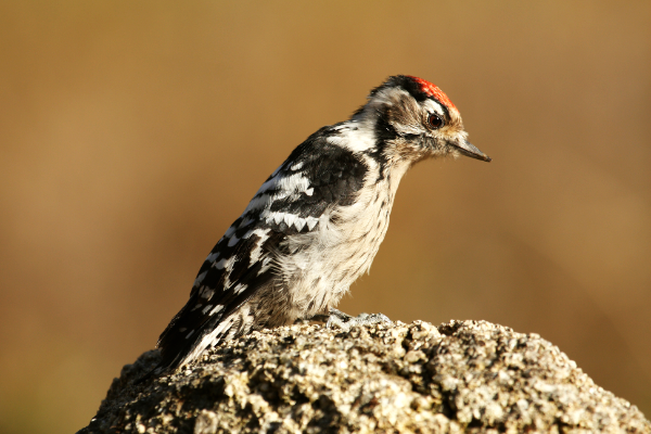 Woodpecker-1