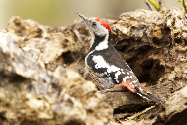 Woodpecker-4