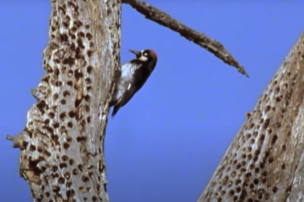 Woodpecker-Tree-Damage-1