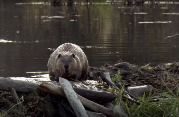 Beaver-Building-Dam-Dangerous