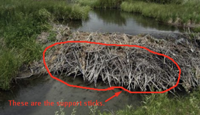 How to remove a Beaver Dam - Wildlife Pest Control