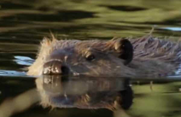 Beaver-In-Water