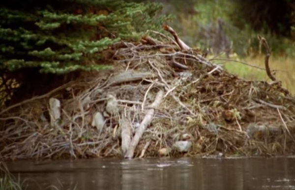 Beaver-Lodge