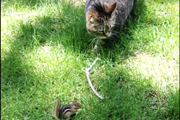 Cat-Vs-Chipmunk-Predator