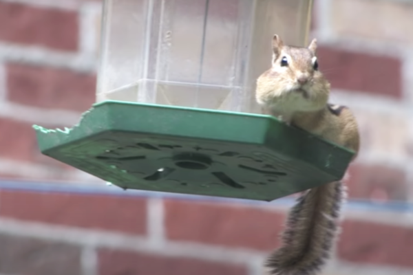 Chipmunk-Bird-Feeder