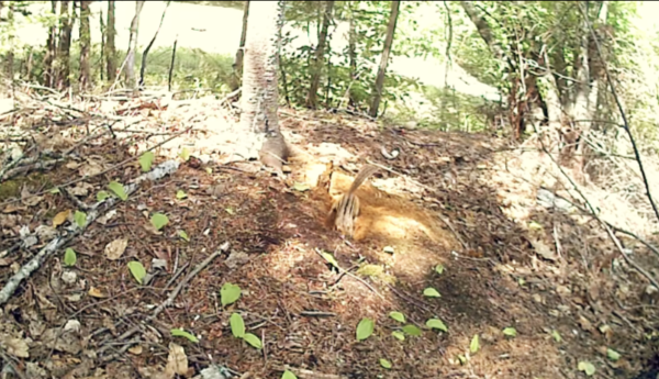 chipmunk burrow