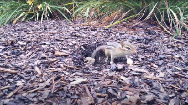 Chipmunks-Burrow