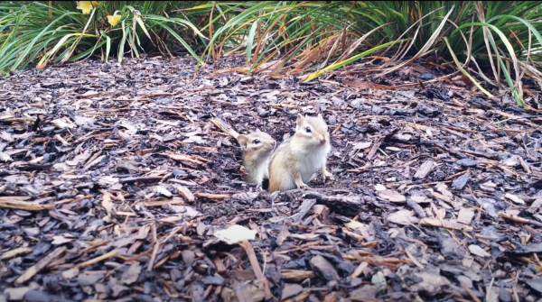 Chipmunks-In-Yard