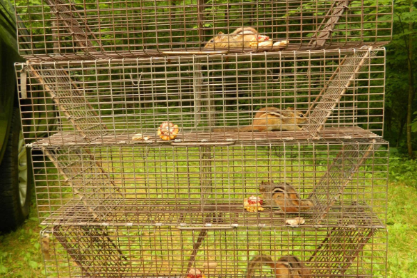 Chipmunks-Trapped-3