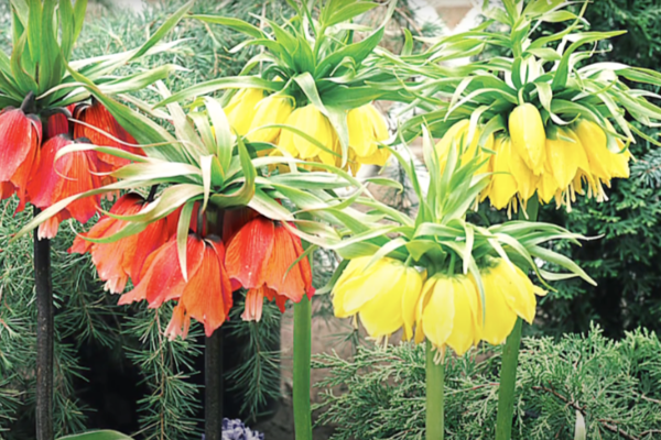 Crown-Imperial-Flower-Repellent