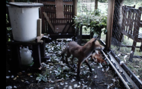 Fox-In-Chicken-Coop