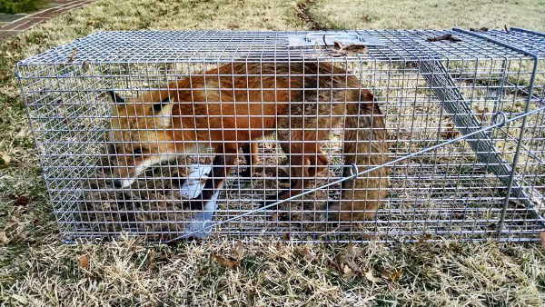 Fox-Trapped-1