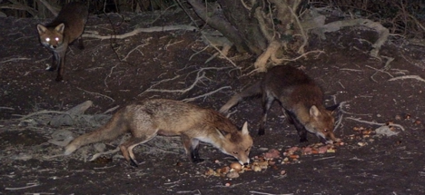 Foxes-Eating
