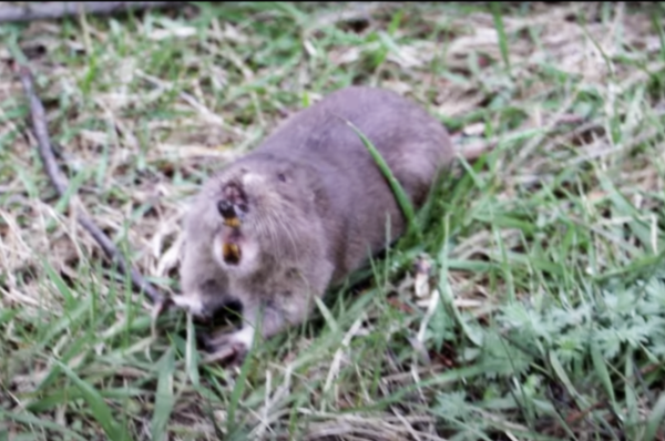 Gopher-Bearing-Teeth