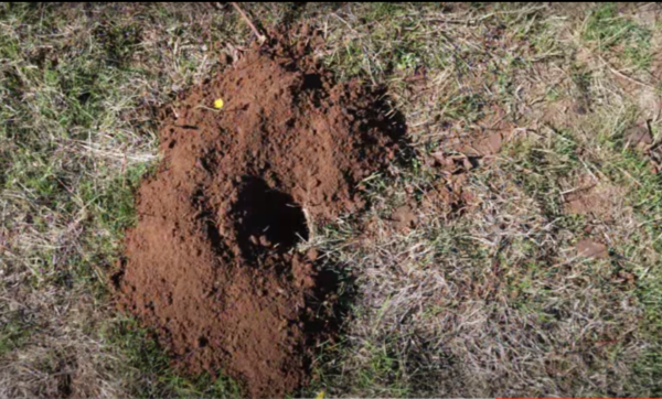 Gopher-Mound