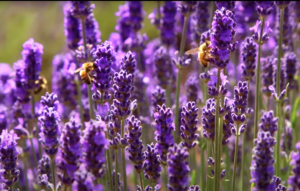 Lavender-Gopher-Repellent