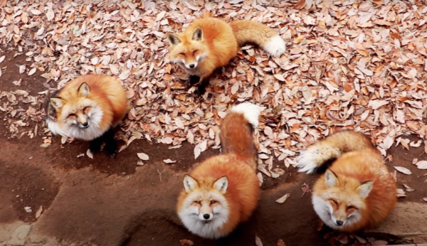 Red-Foxes-Behavior