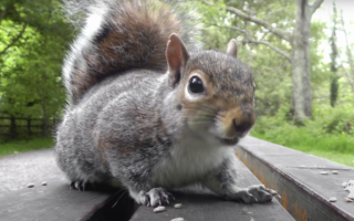 Squirrel-On-Table
