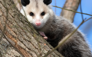 Opossum-In-Tree