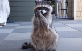 Raccoon-Begging