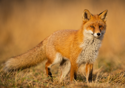 Red-Fox