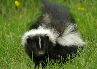 Skunk-In-Grass